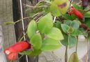 Lipstick Vine, Basket Vine,Urn Plant ,اشیانتوس
